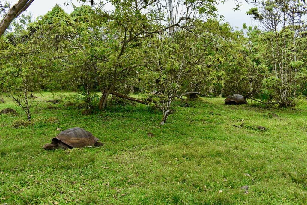 El Chato Tortoise Reserve