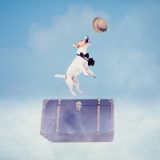 麦わら帽子で旅する犬